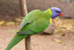 台湾网民爆料鹦鹉视频,揭秘鹦鹉的惊人智慧与趣味瞬间